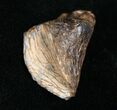 Partially Worn Triceratops Tooth - #4473-2